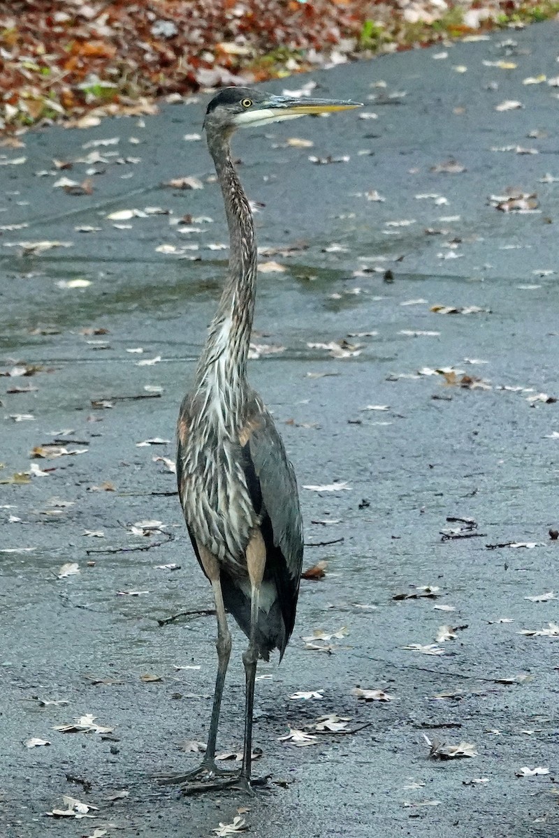 Great Blue Heron - ML644575335