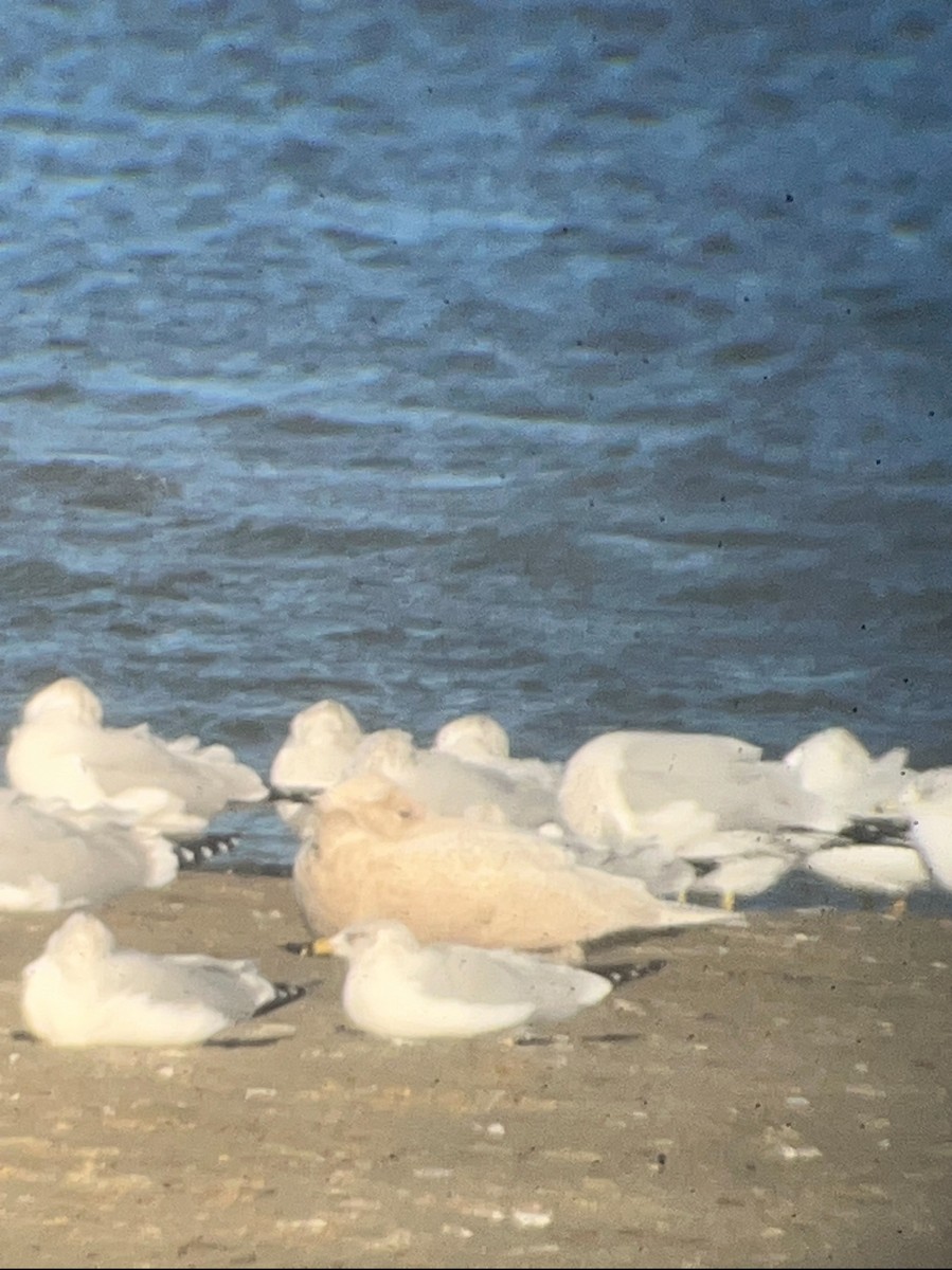 Gavión Hiperbóreo - ML644575343