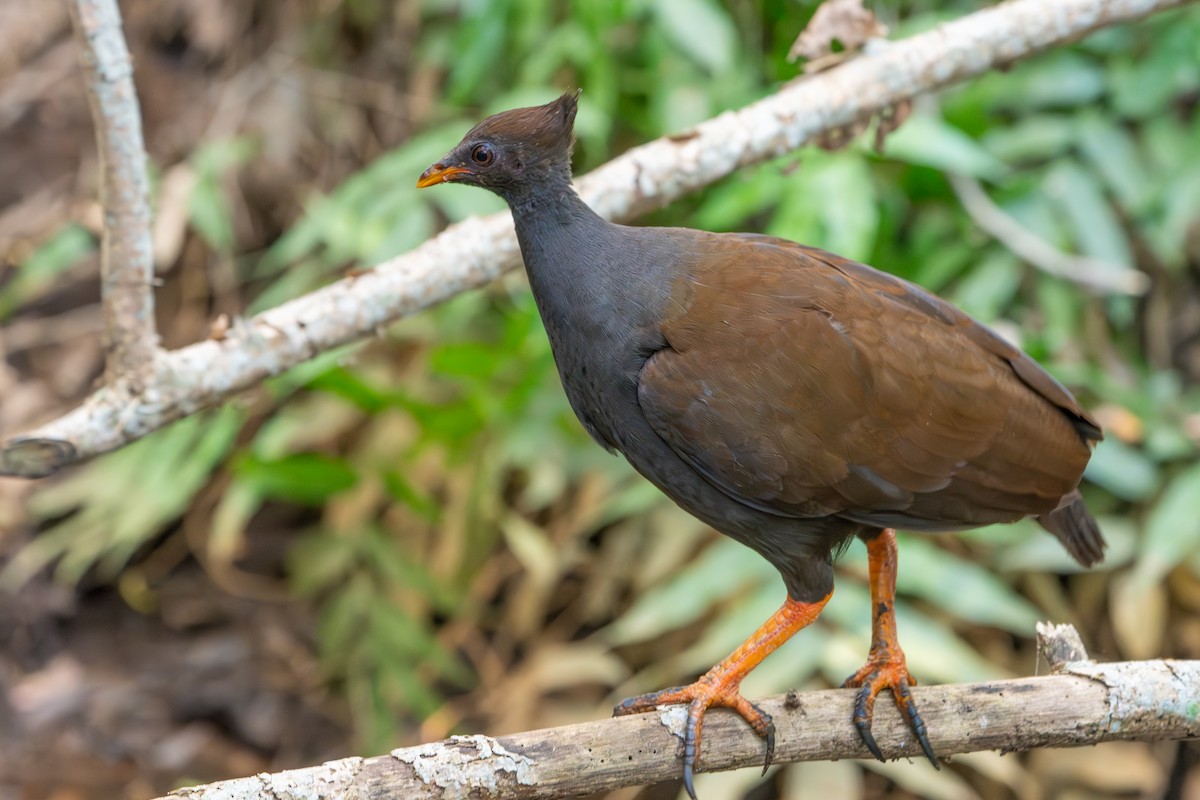 Mégapode de Reinwardt - ML644575344