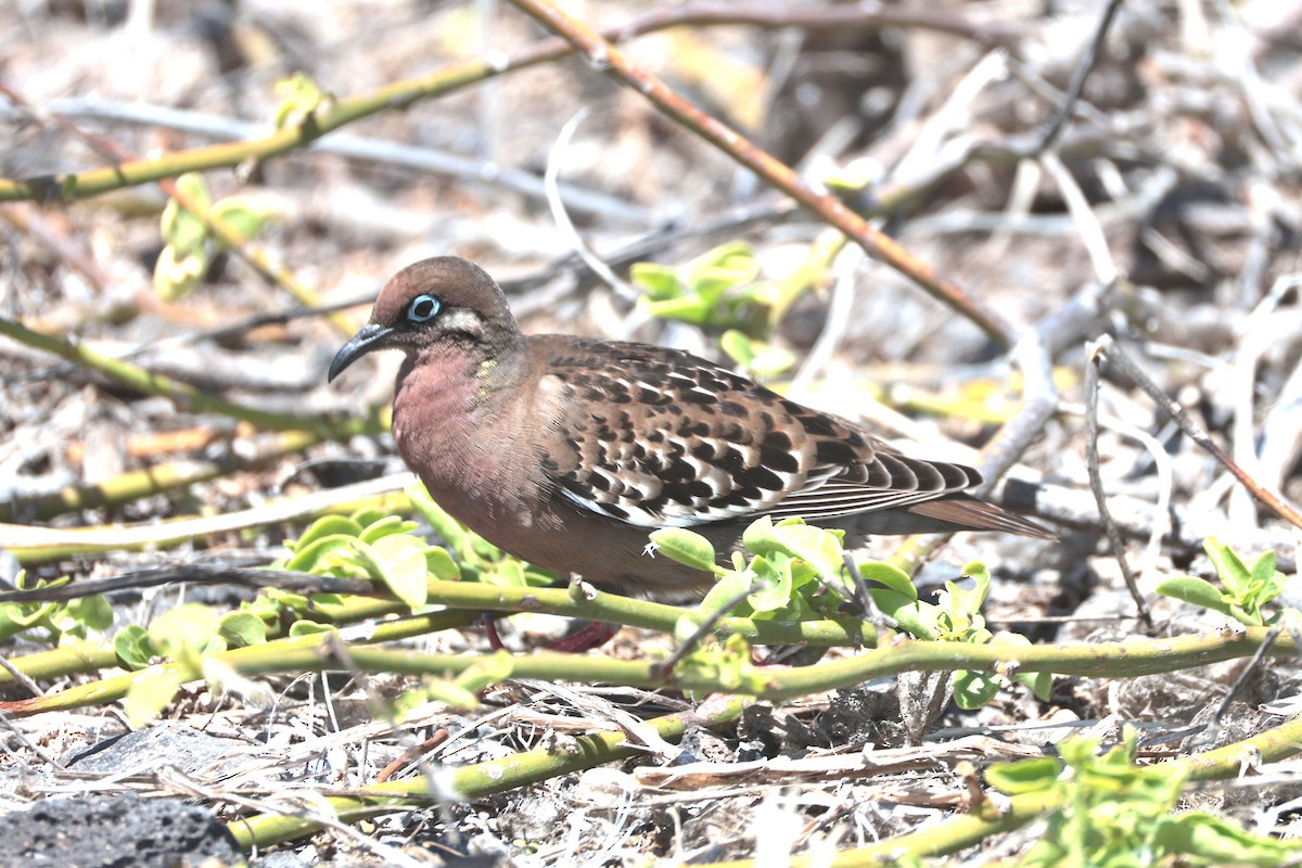Galapagos Kumrusu - ML644575345