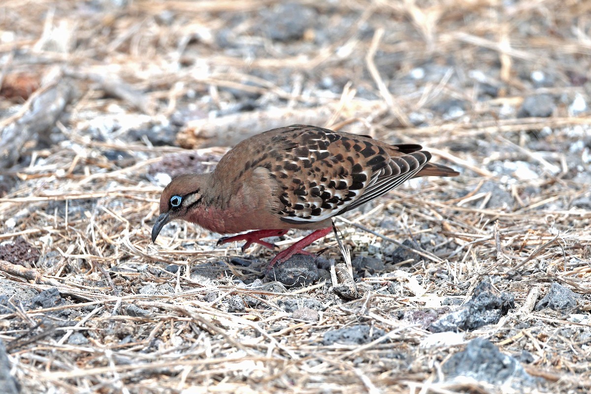 Galapagos Kumrusu - ML644575347