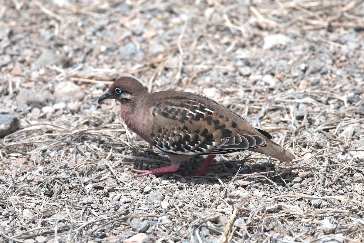 Galapagos Kumrusu - ML644575348