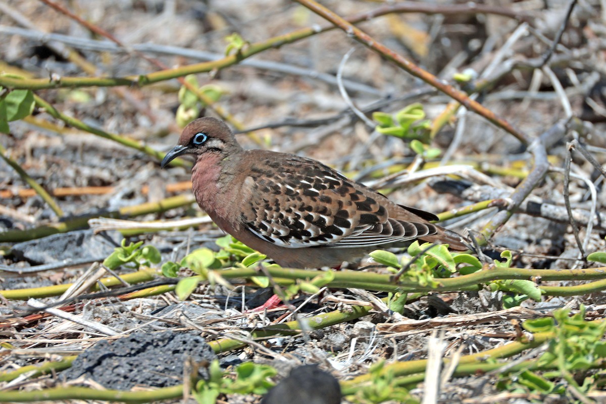 Galapagos Kumrusu - ML644575349