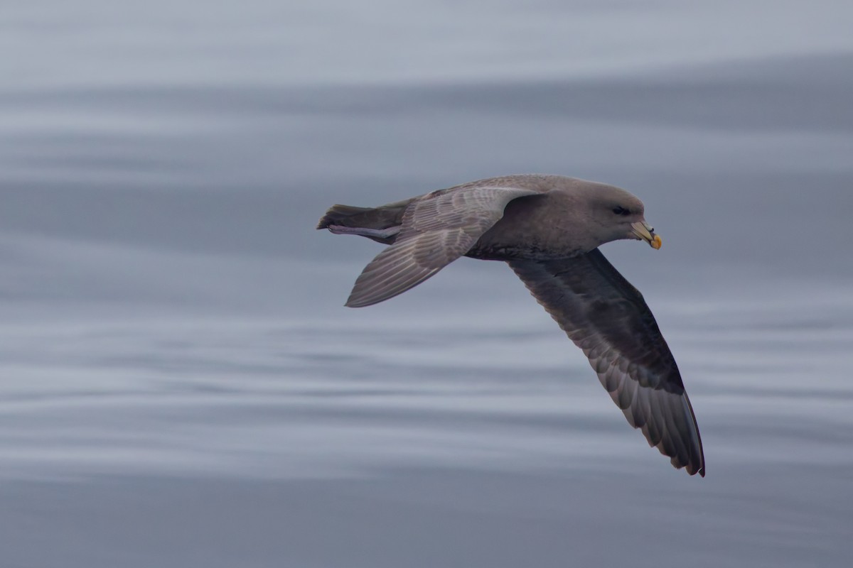 Fulmar boreala - ML644575357