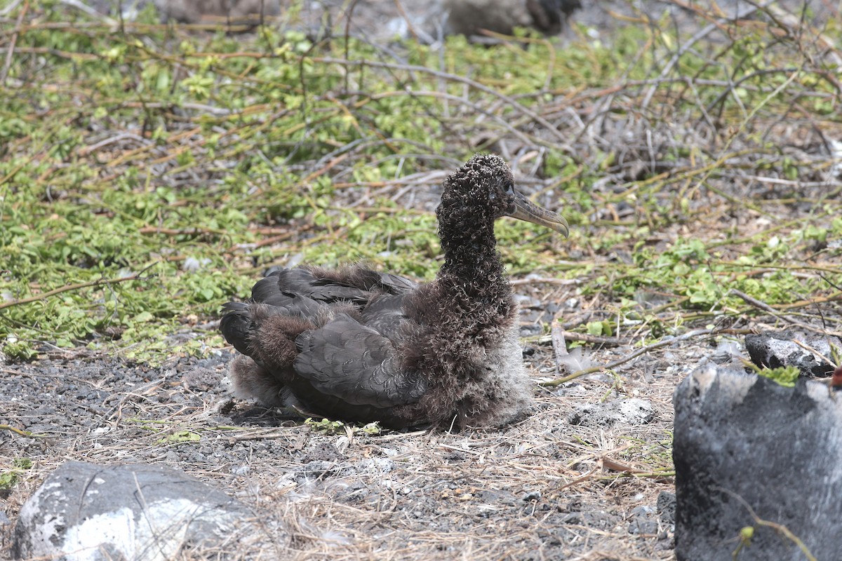 Waved Albatross - ML644575358