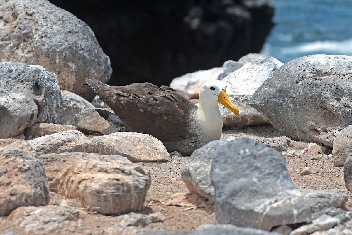 Waved Albatross - ML644575359