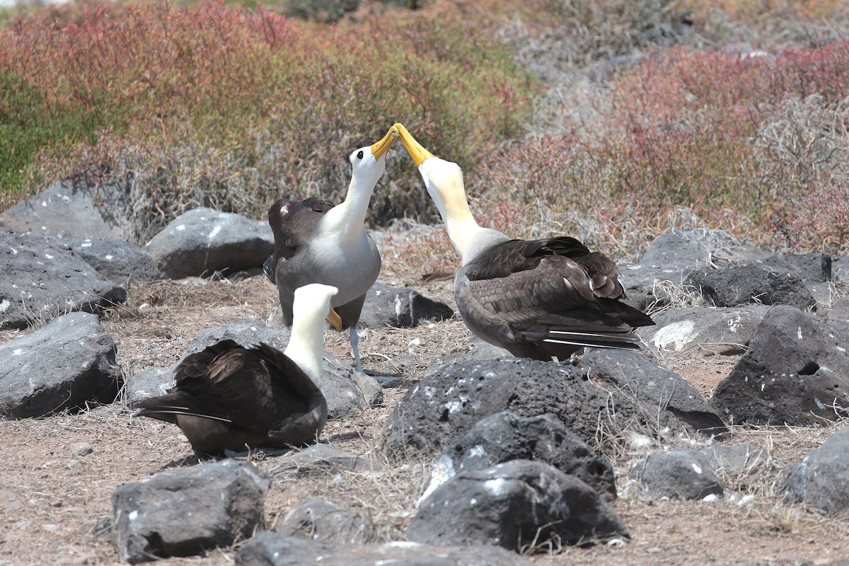 Waved Albatross - ML644575360
