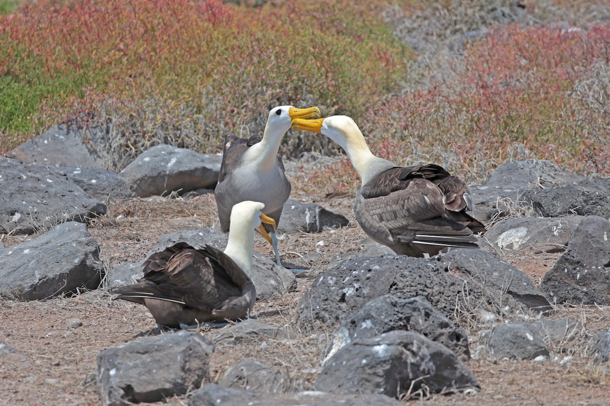 Waved Albatross - ML644575361