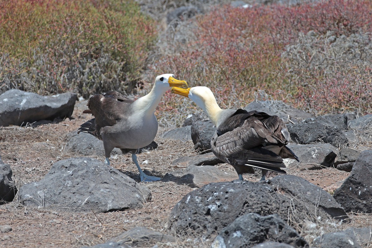 Waved Albatross - ML644575362