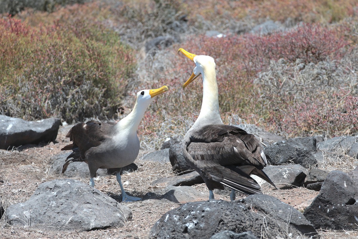 Waved Albatross - ML644575363