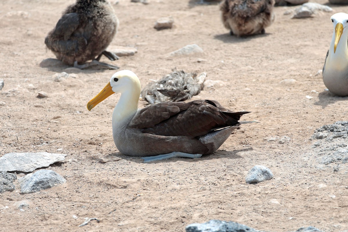 Waved Albatross - ML644575364