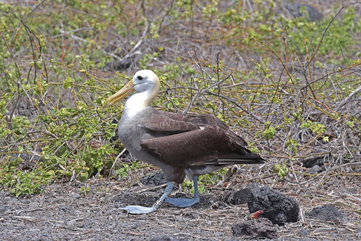 Waved Albatross - ML644575365
