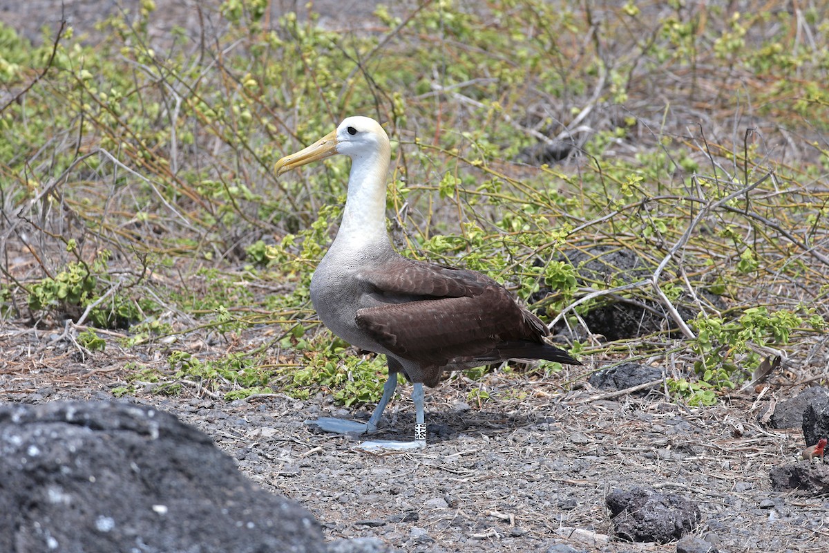 Waved Albatross - ML644575366