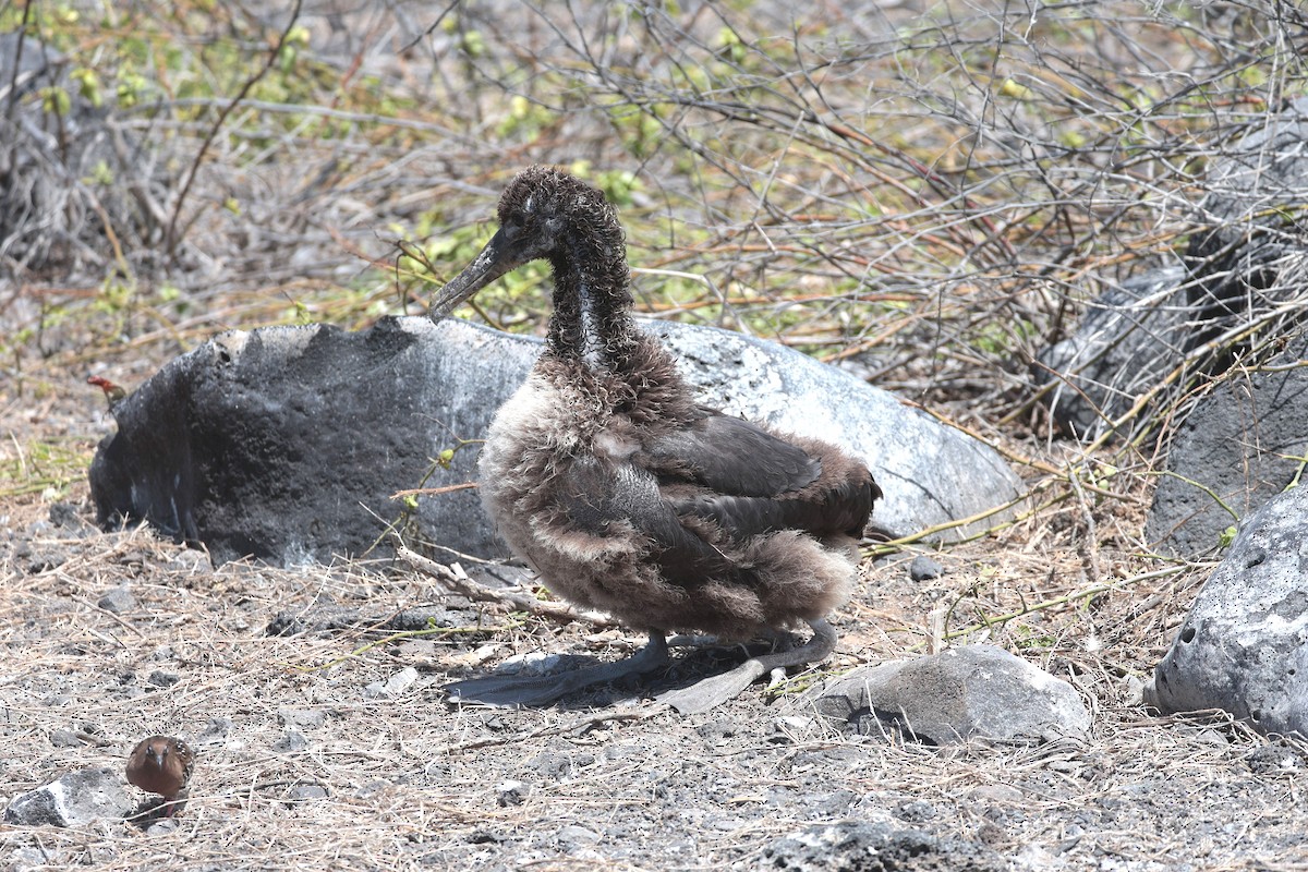 Waved Albatross - ML644575367