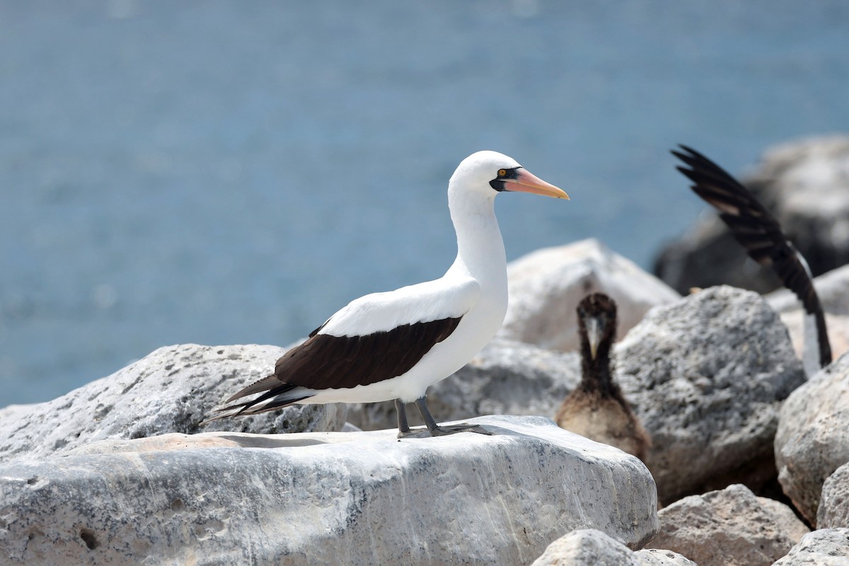 Zanga galapagoarra - ML644575370