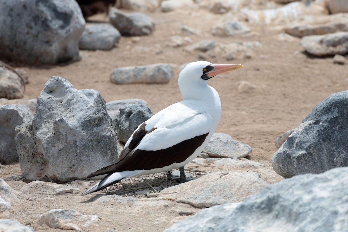 Zanga galapagoarra - ML644575371