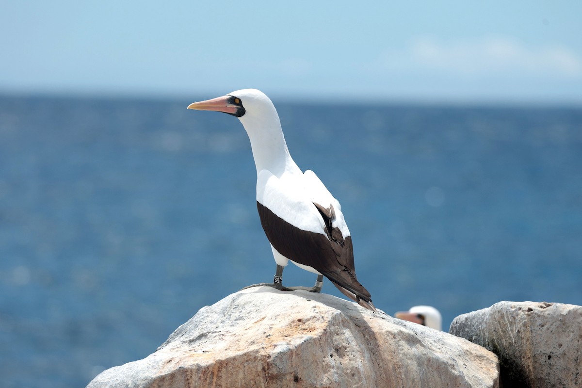 Zanga galapagoarra - ML644575372