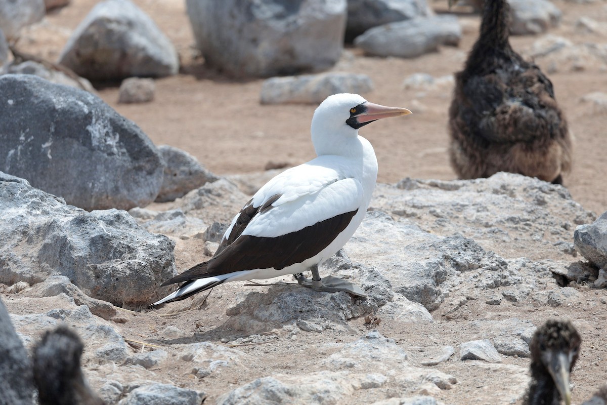 Zanga galapagoarra - ML644575375