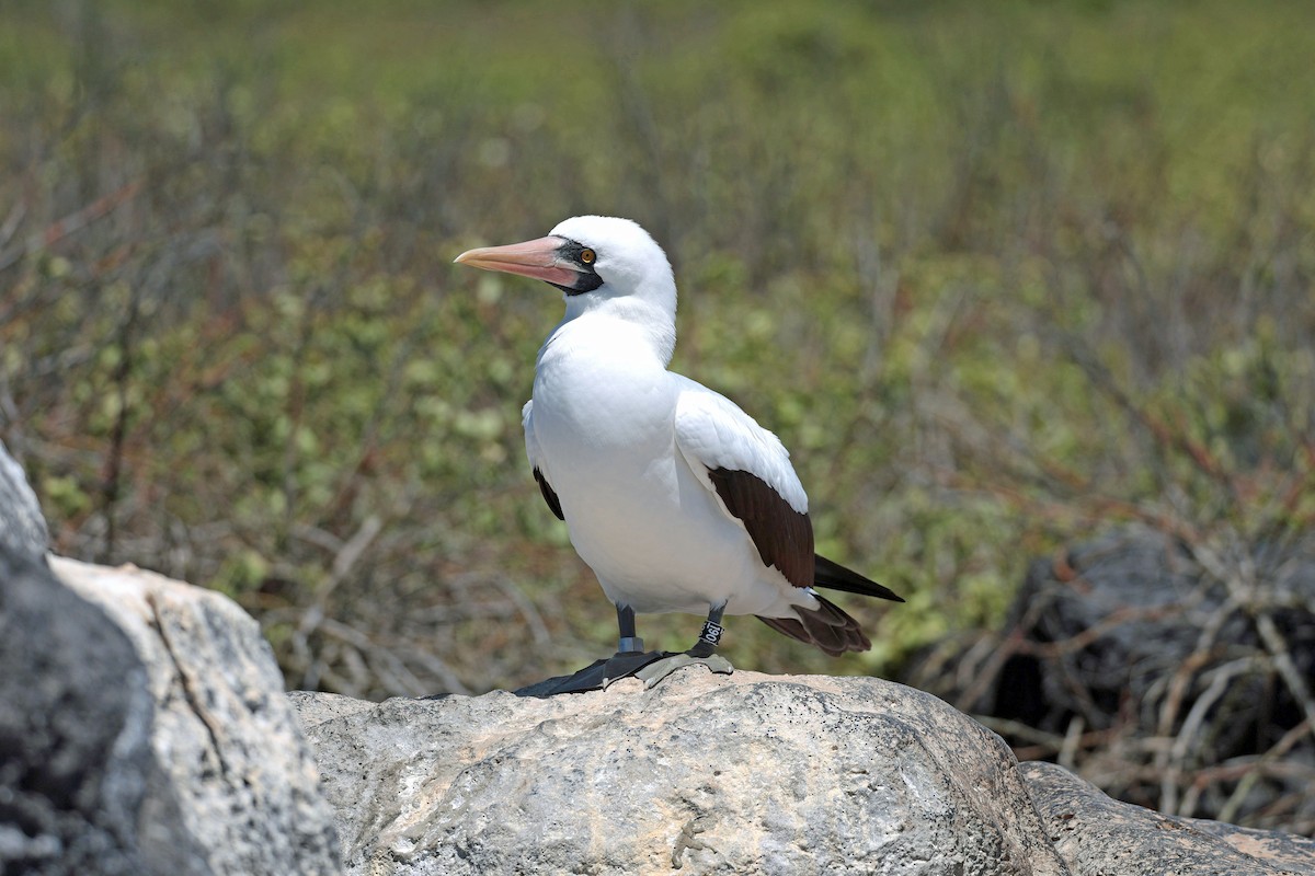 Zanga galapagoarra - ML644575376