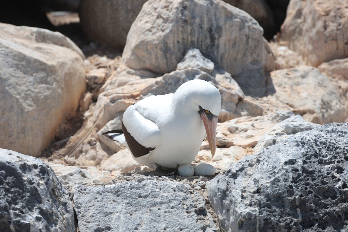 Zanga galapagoarra - ML644575377