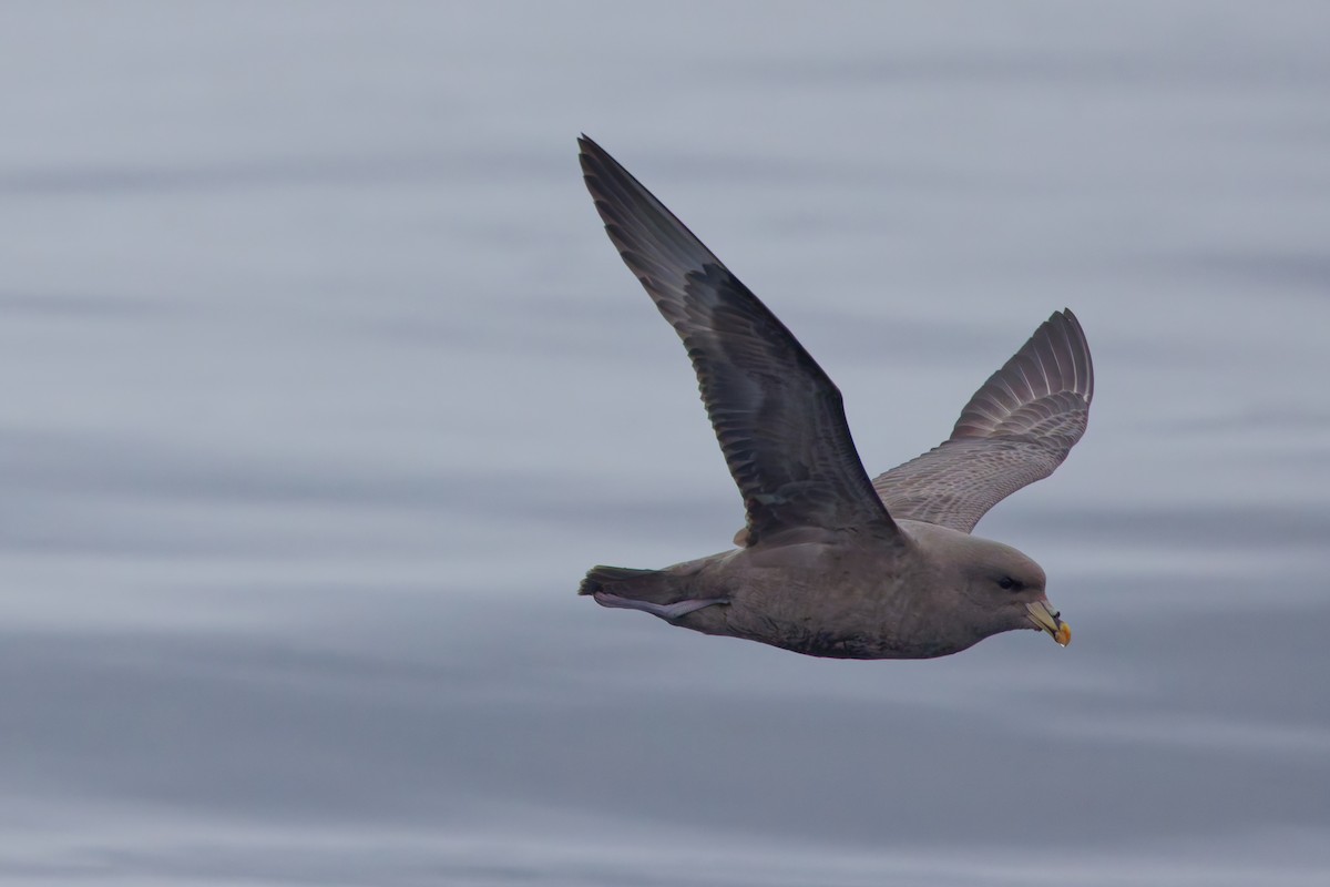 Fulmar boreala - ML644575378