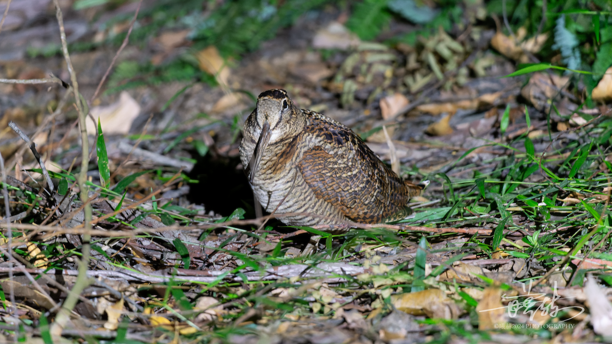 Oilagor eurasiarra - ML644575379