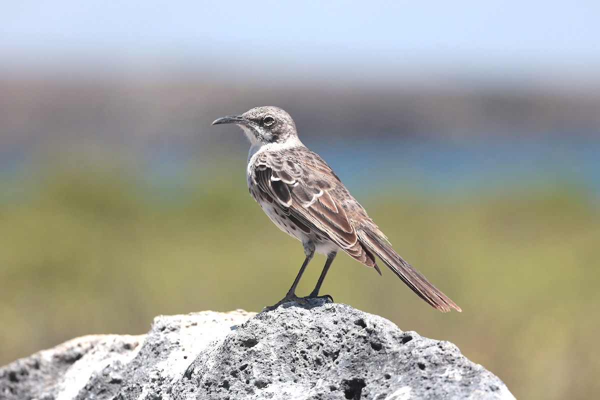 Española Mockingbird - ML644575381