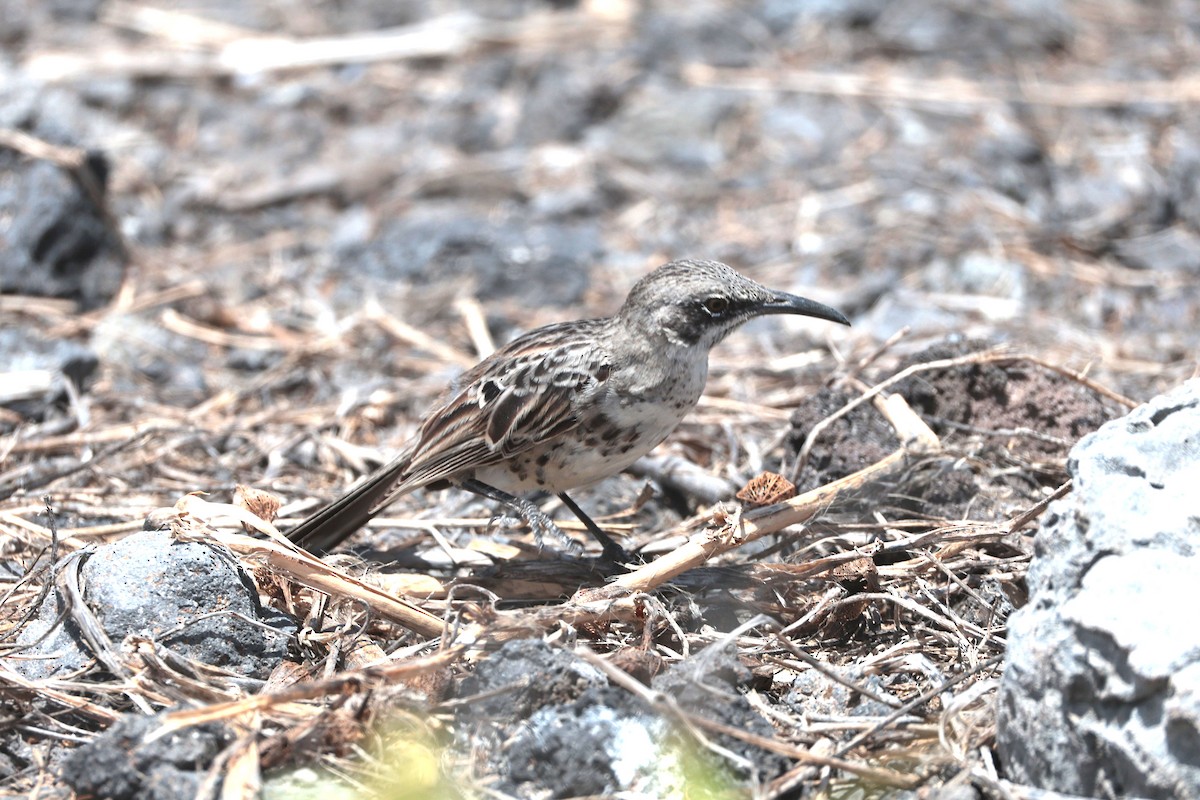 Española Mockingbird - ML644575382