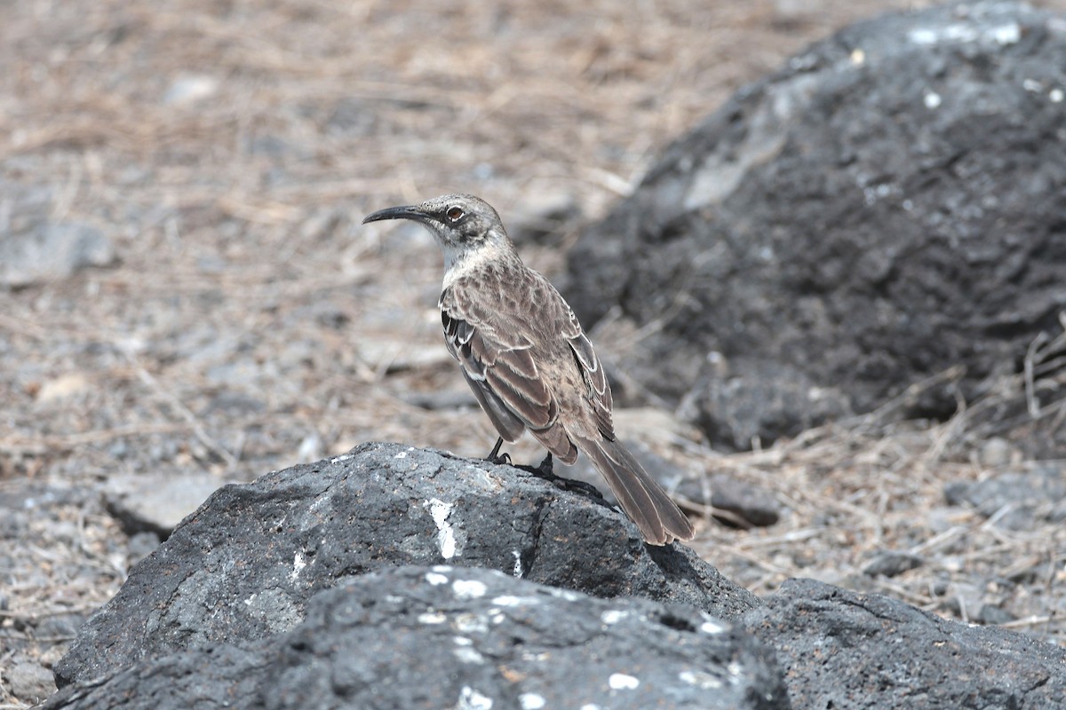 Española Mockingbird - ML644575383