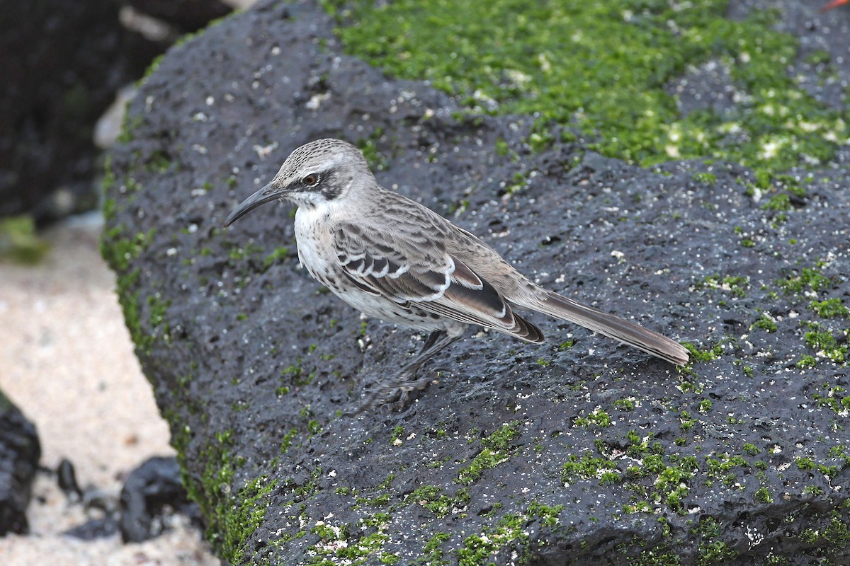 Española Mockingbird - ML644575384