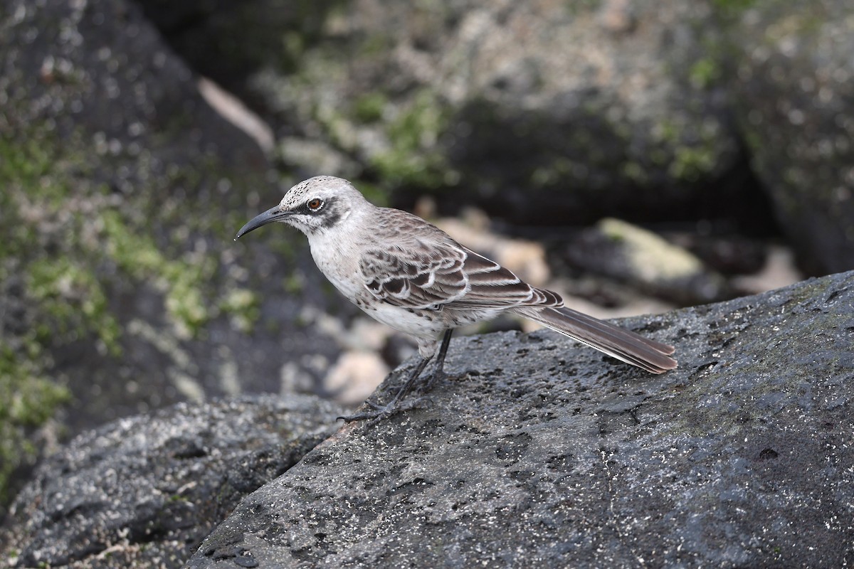 Española Mockingbird - ML644575385