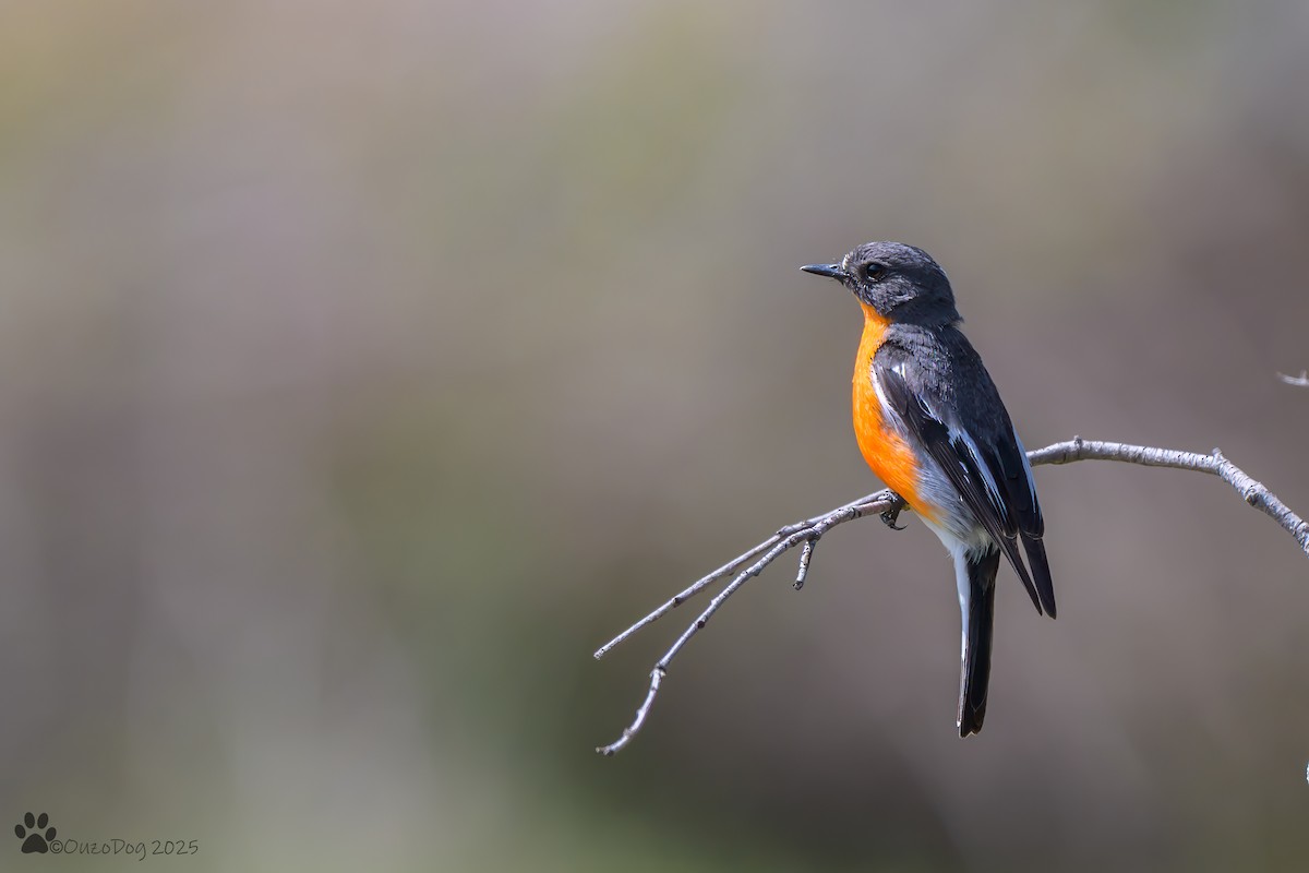 Flame Robin - ML644575386