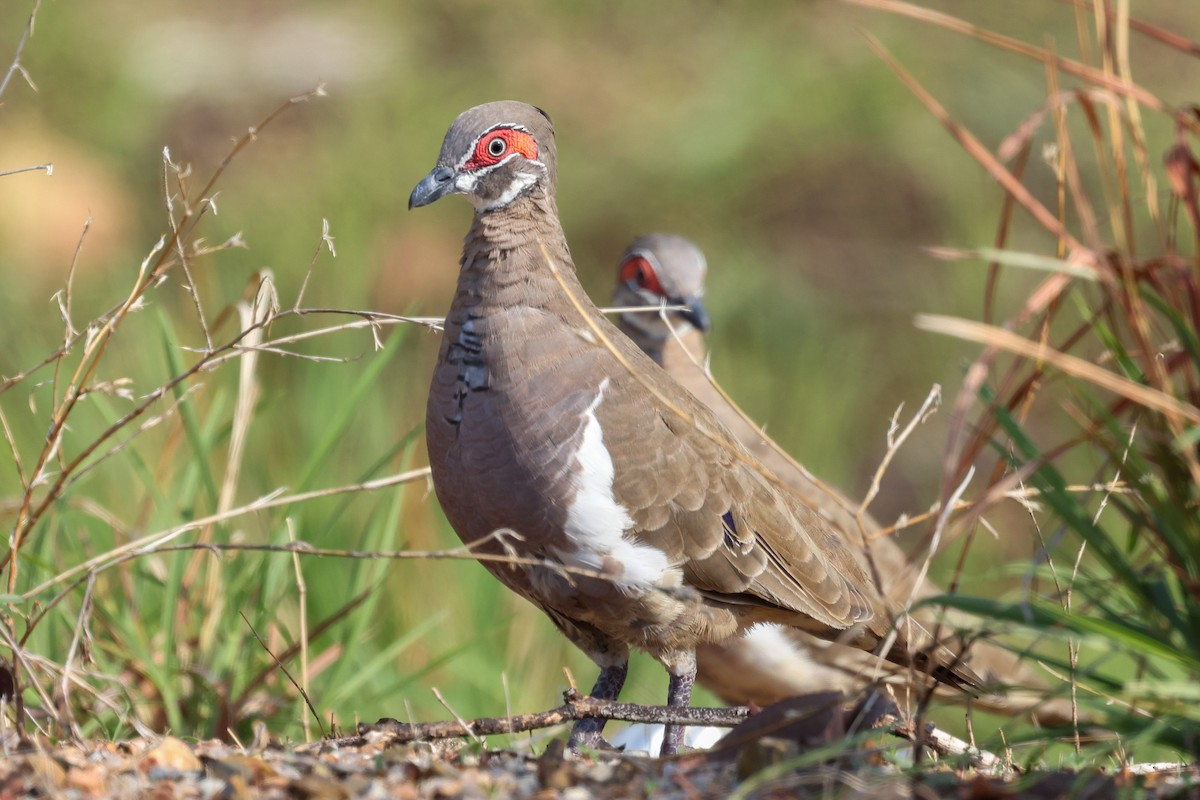 Partridge Pigeon - ML644575387