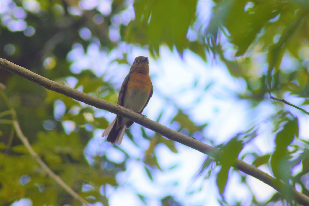 Blue-throated Flycatcher - ML644575389