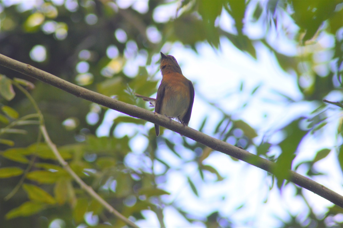 Blue-throated Flycatcher - ML644575390