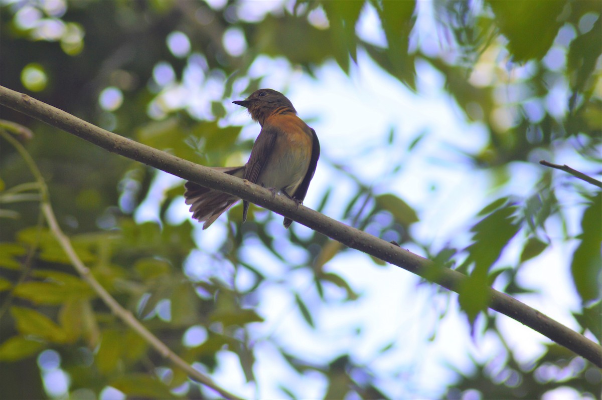Blue-throated Flycatcher - ML644575391
