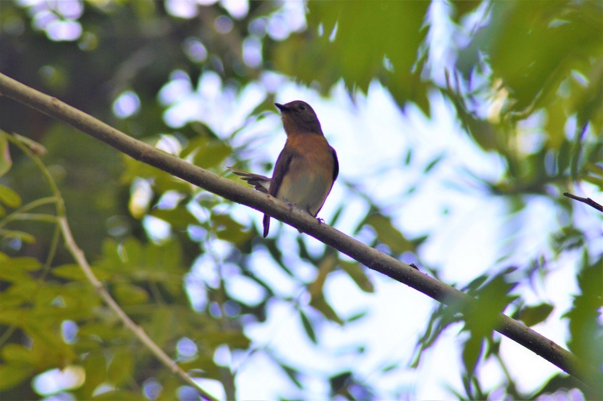 Blue-throated Flycatcher - ML644575392
