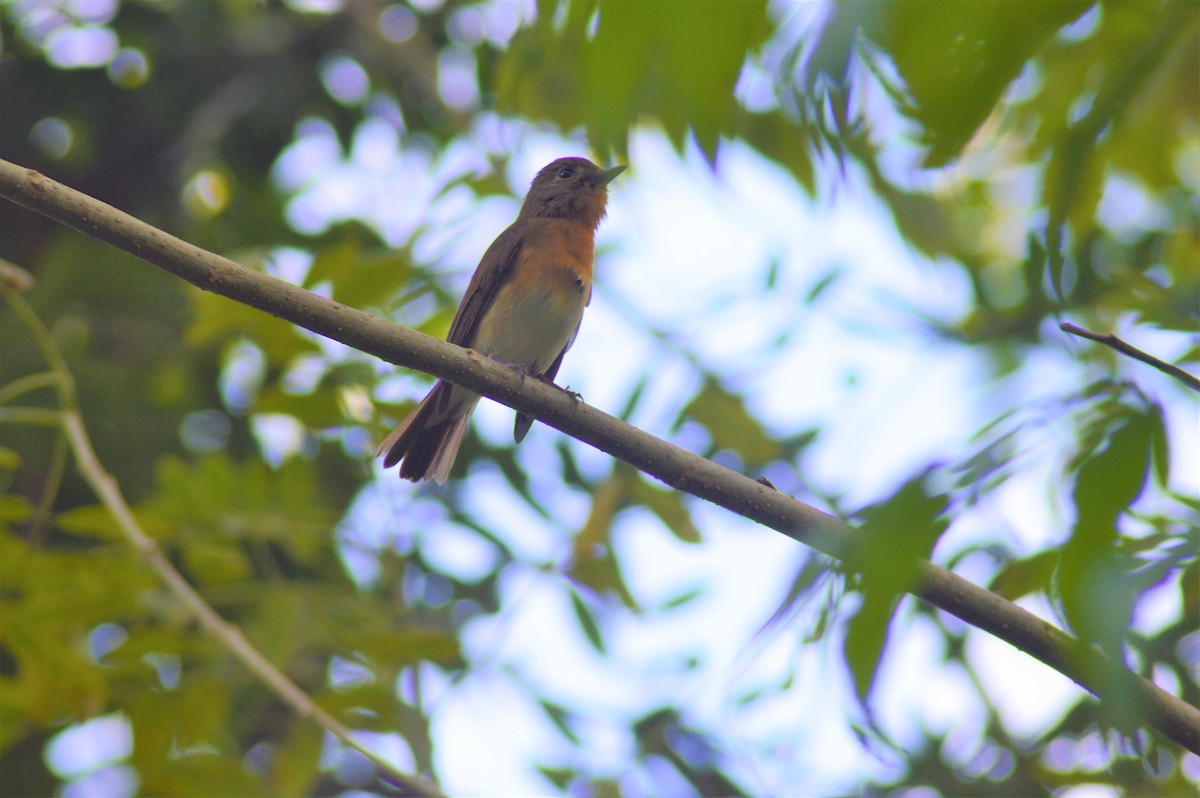Blue-throated Flycatcher - ML644575393