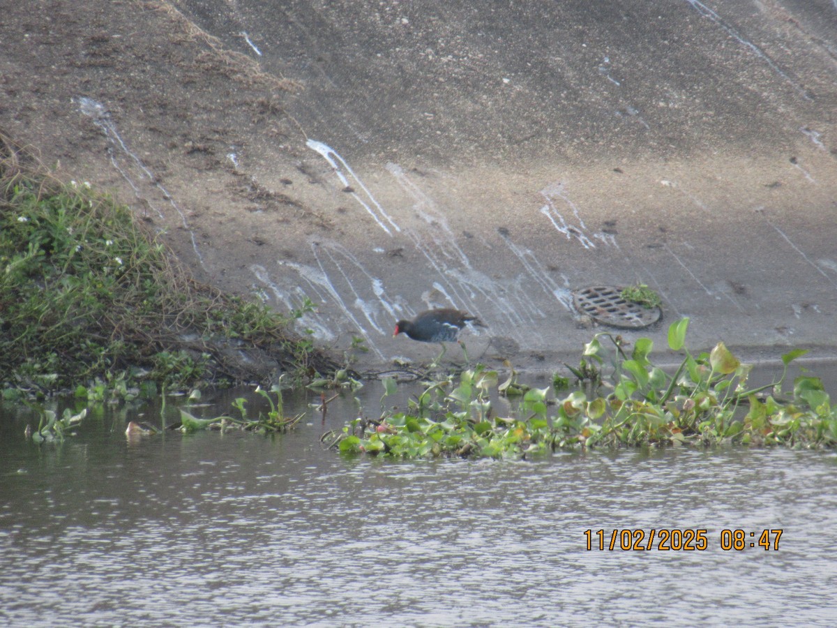 Uroilo amerikarra - ML644575395