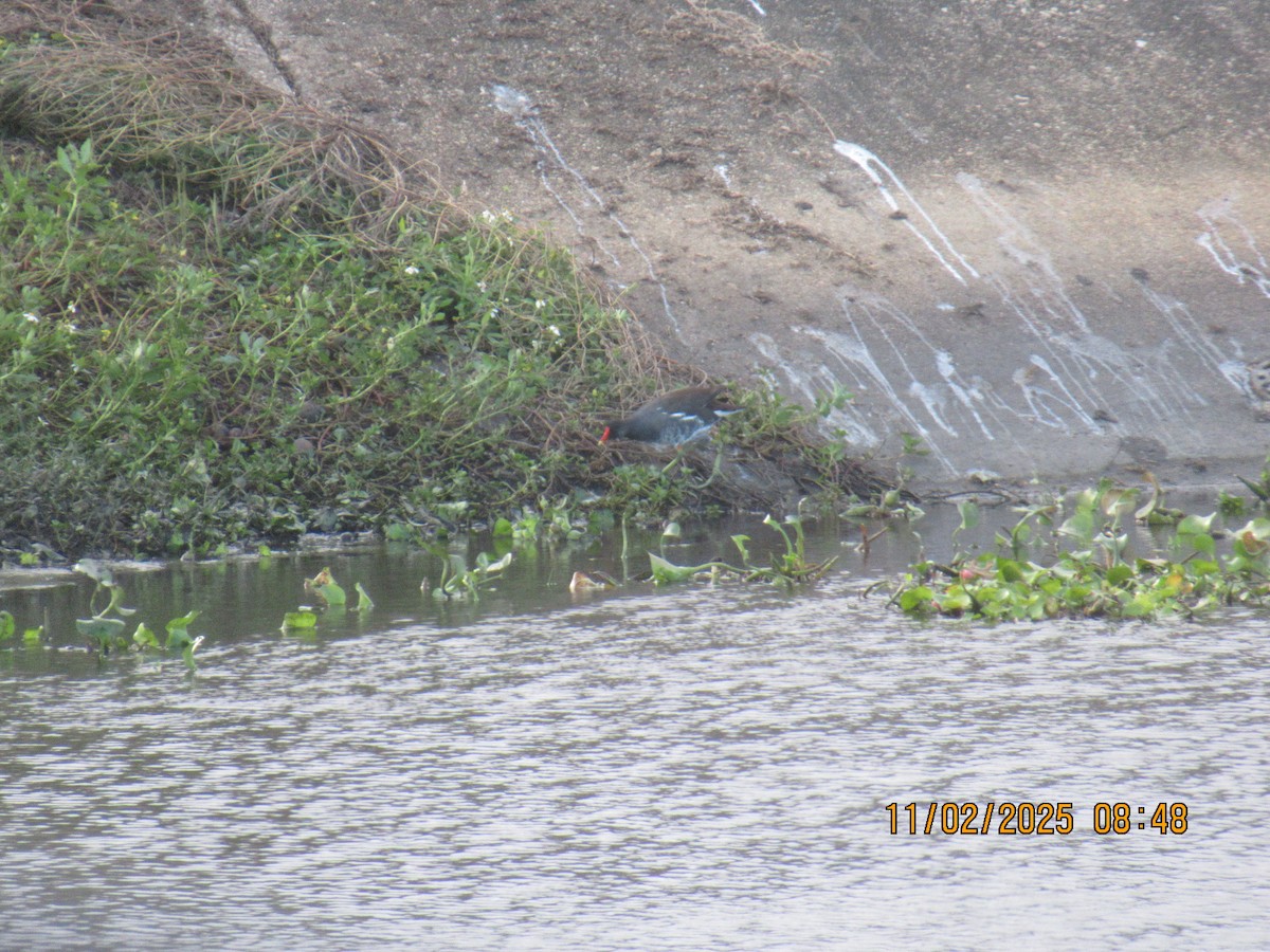 Uroilo amerikarra - ML644575396