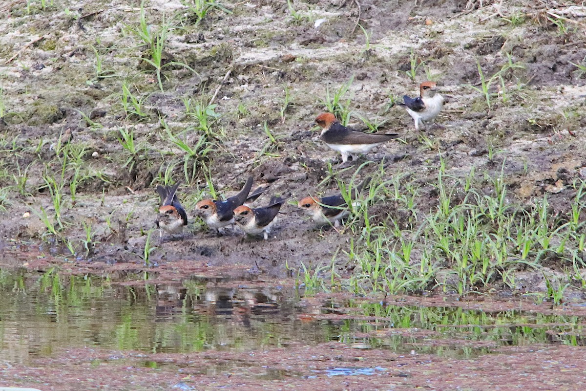 Ariel enara - ML644575397