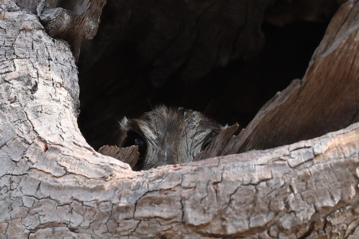 Australian Owlet-nightjar - ML644575399