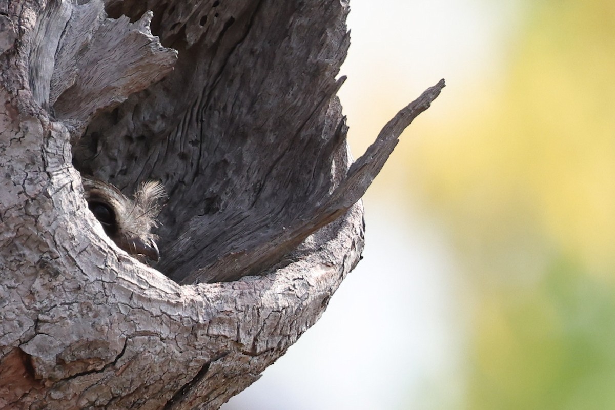 Australian Owlet-nightjar - ML644575400