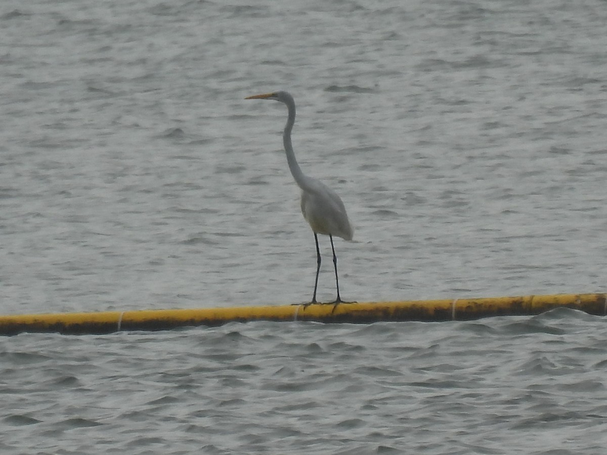 Koartza zuria - ML644575402