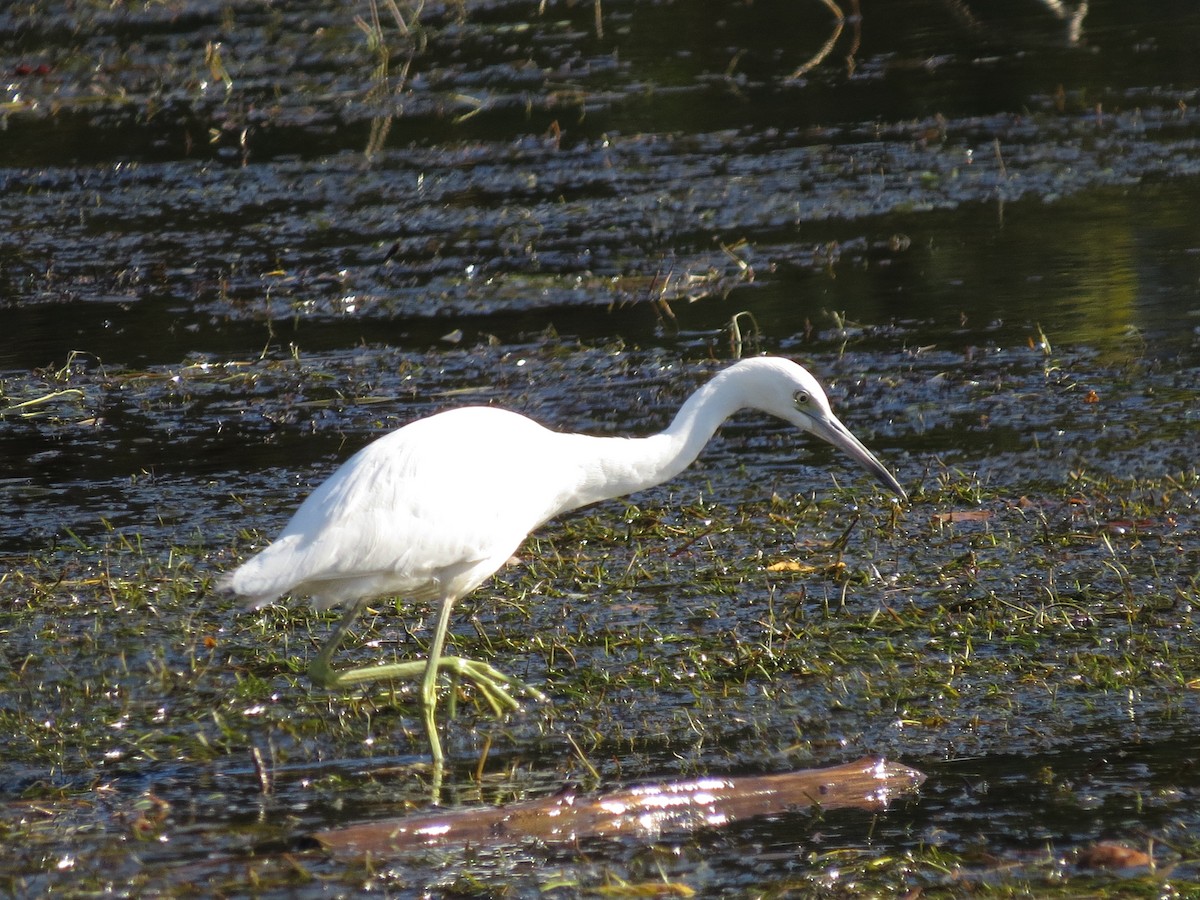 Little Blue Heron - ML644575408