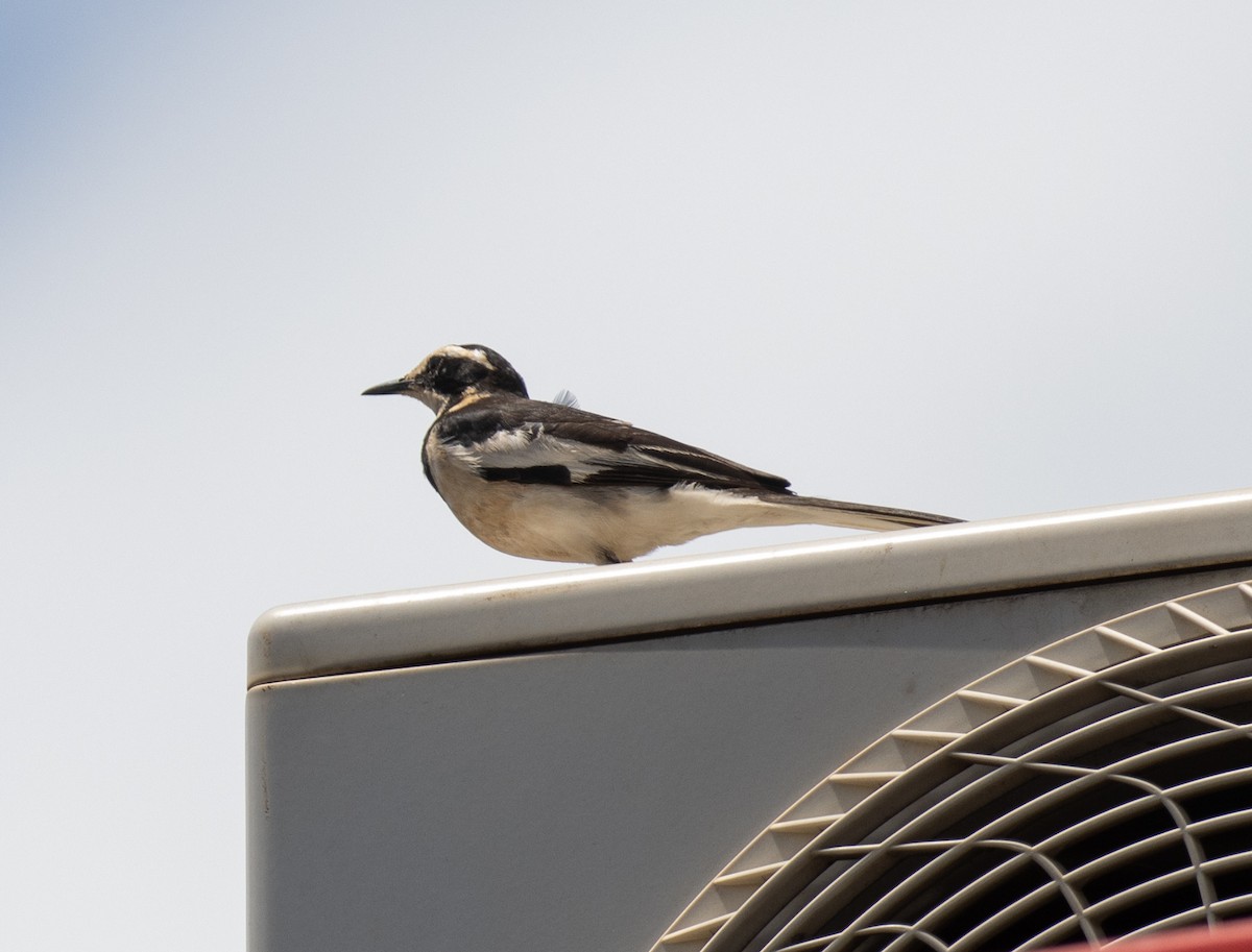 African Pied Wagtail - ML644575411