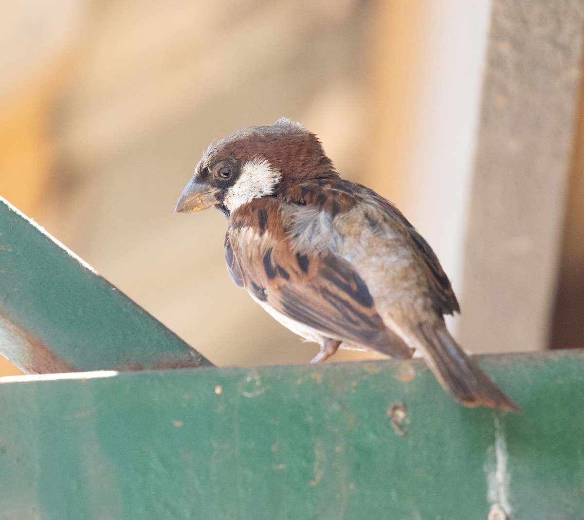 House Sparrow - ML644575422