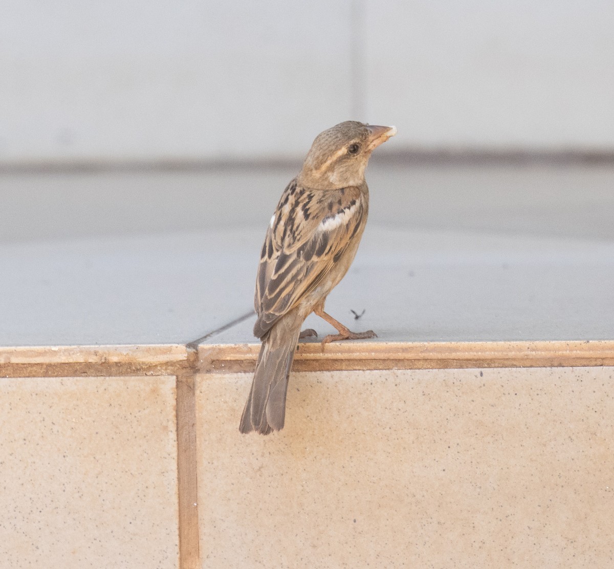 House Sparrow - ML644575423