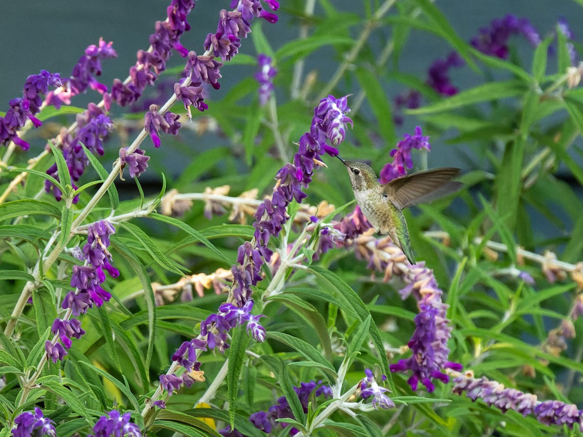 Anna's Hummingbird - ML644575425