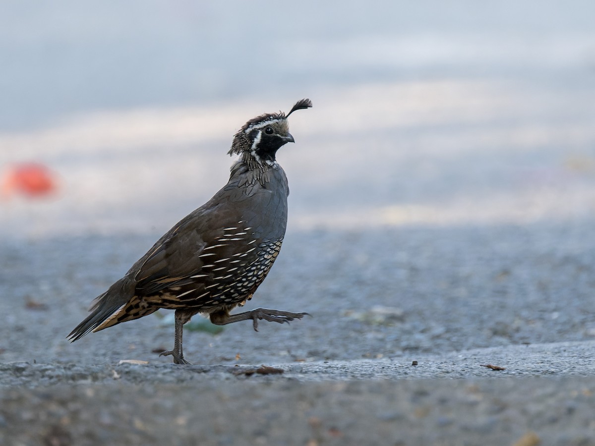 California Quail - ML644575426
